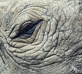 oeil de rhinocéros
