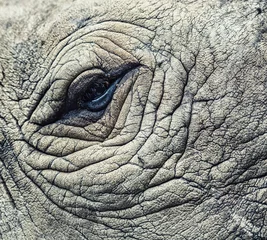 Photo sur Plexiglas Rhinocéros oeil de rhinocéros