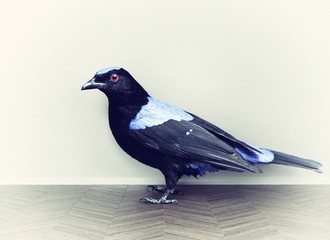 bird on the parquet