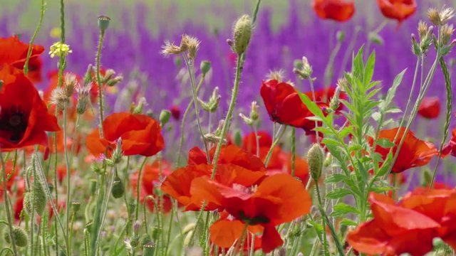 Red poppies / Red poppies on background of purple wild flowers in wind