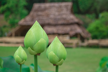 This beautiful waterlily or lotus flower is complimented by the rich;Beautiful lotus flower is the...