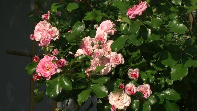 Bl&uuml;hender Rosenstrauch mit rosa Bl&uuml;ten