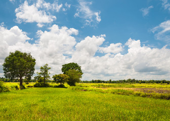 Beautiful landscape of Countryside rice farm in Thailand