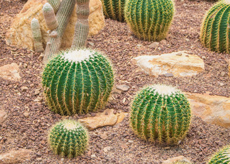 Various cactus plants;Green Cactus closeup. Green San Pedro Cactus, thorny fast gro