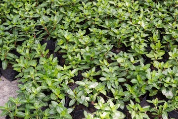 Vinca rosea plant in nature garden