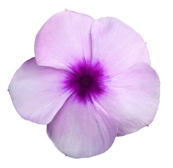 Flower purple violets.  White isolated background with clipping path.  Closeup.  no shadows.   Nature.