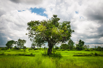 Fototapeta na wymiar One tree in rice farm filed of Thailand