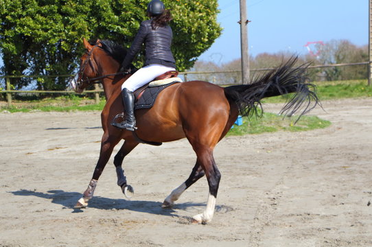 Cheval lors d'un concours hippique