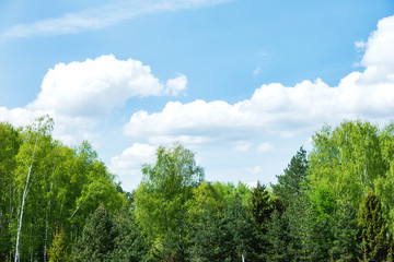 Natural summer background with birch tree branches. Green foliage swaying in the wind on sunny day. Blue sky with fluffy clouds.