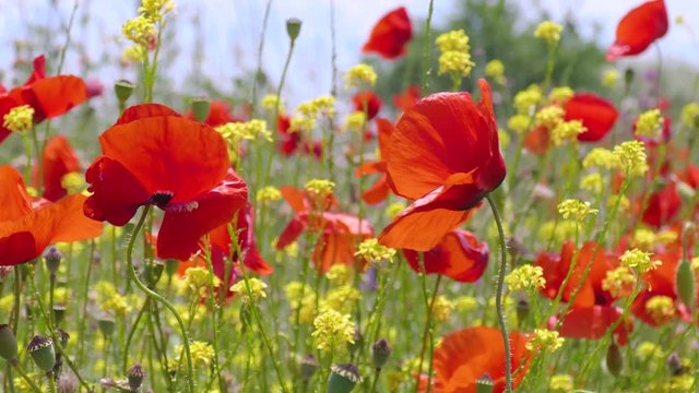Red poppies and yellow wild flowers / Red poppies and yellow wild flowers in the wind