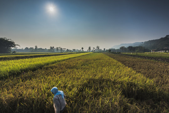 Rice field farming