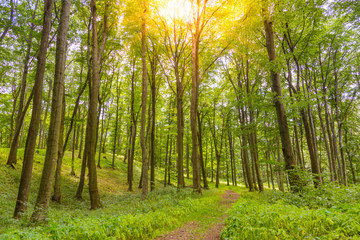 Obraz premium Beautiful landscape of grass field and green environment. Natural background, backdrop. Nature landscape background concept.