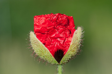 Mohnblüte aufblühend