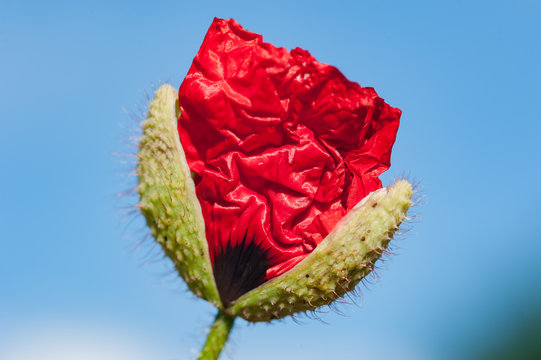 Mohnbl&uuml;te aufbl&uuml;hend