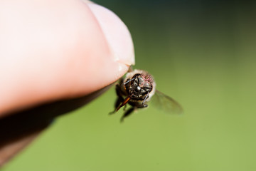 Tote Biene Bienensterben