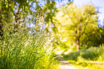 Beautiful nature background. Natural view spring summer flower blooming in the garden green grass background. Sunny day zen garden colorful nature background