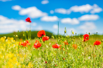 Beautiful nature background. Natural view spring summer flower blooming in the garden green grass background. Sunny day zen garden colorful nature background
