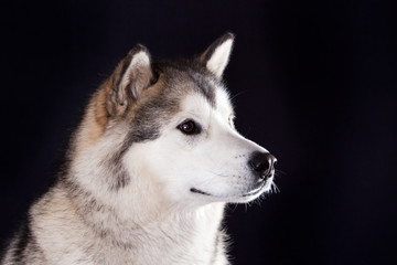 portrait of a dog breed Alaskan Malamute on a black background