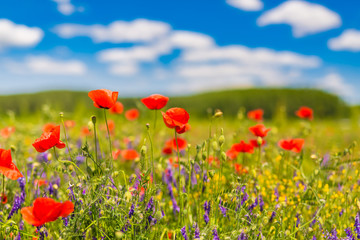 Obraz premium Beautiful nature background. Natural view spring summer flower blooming in the garden green grass background. Sunny day zen garden colorful nature background