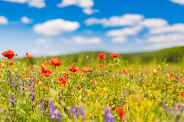 Beautiful nature background. Natural view spring summer flower blooming in the garden green grass background. Sunny day zen garden colorful nature background