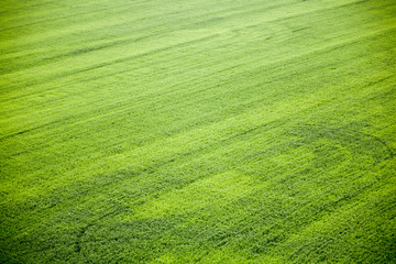 Green meadow under blue sky with clouds