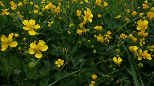 Great background of yellow flowers Buttercups swaying in the wind in summer evening close up.
Footage will work great for any videos dealing with plant life, alternative medicine and much more.
