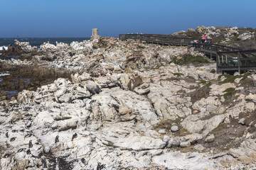 Naklejka premium Many penguins on stone in Betty's bay, South Africa