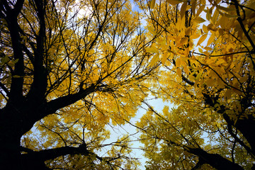 Autumn. Gold Trees in a park