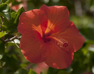 Red Hibiscus