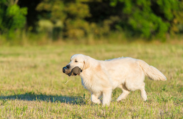 Beauty Golden retriever run at training