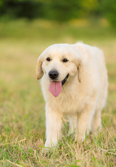 Photo of a beauty Golden retriever dog