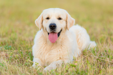 Golden retriever dog relax