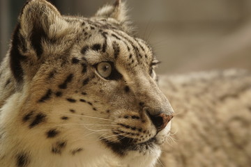 ユキヒョウ