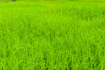Green rice field of Thailand