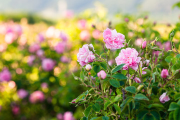 Rosa Damascena from rose valley