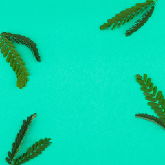 Tamarind leaves on aqua background with copy space
