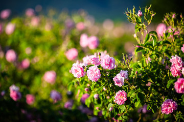 Rosa Damascena from rose valley