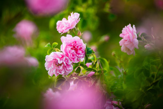 Rosa Damascena from rose valley