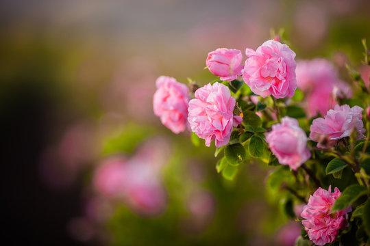 Rosa Damascena from rose valley