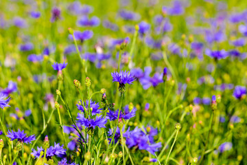 Fototapeta premium Field of cornflowers 