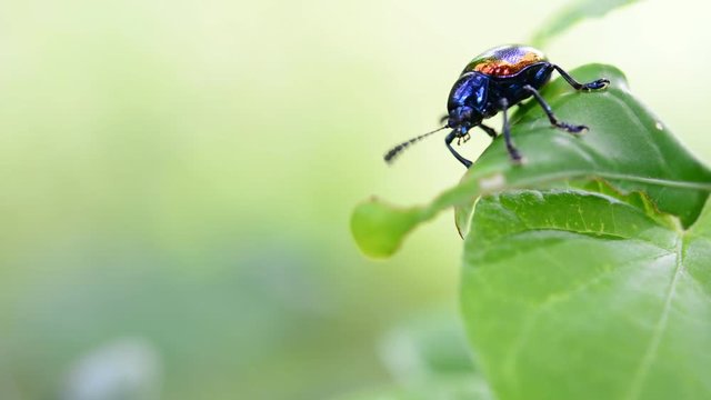 weevil on green leaves.