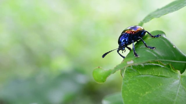 weevil on green leaves.