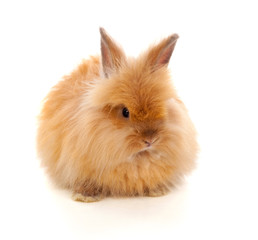 Beautiful brown rabbit toy with long and soft hair