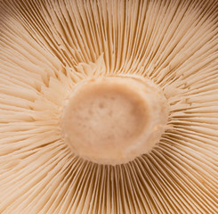 Close-up of shiitake mushrooms