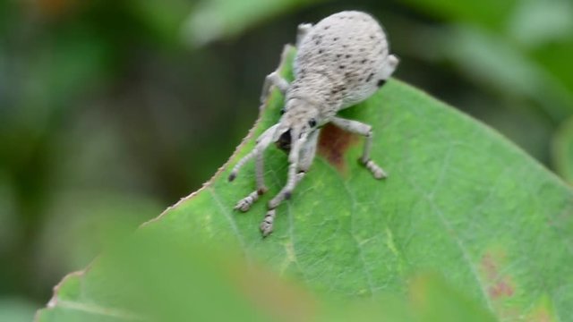 Weevil on green leaves.