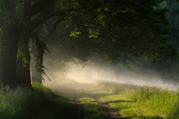 Fototapete Natur Bäume im Morgennebel