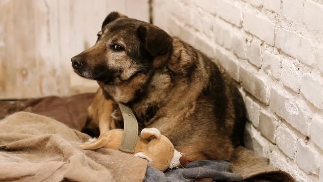 Homeless animals. A stray mongrel dog living in an enclosure of animal shelter. HD