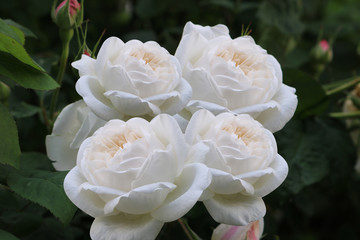 Natur Pflanze Blüte Rose weiß01