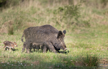 Wild boar with piglets in forest