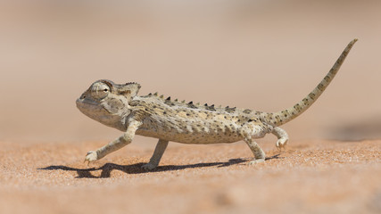 Namaqua Chameleon, Swakopmund, Namibie